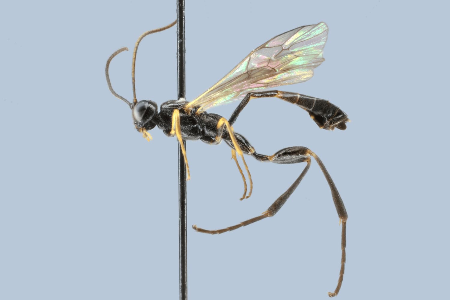 Default image